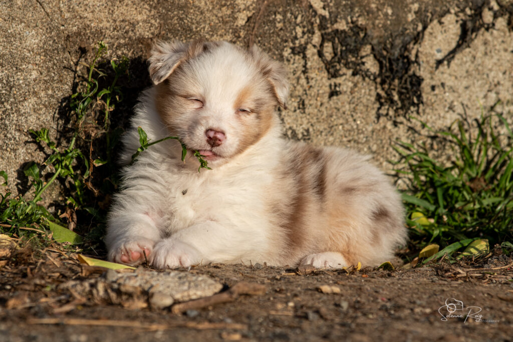 Chiot berger australien rouge merle