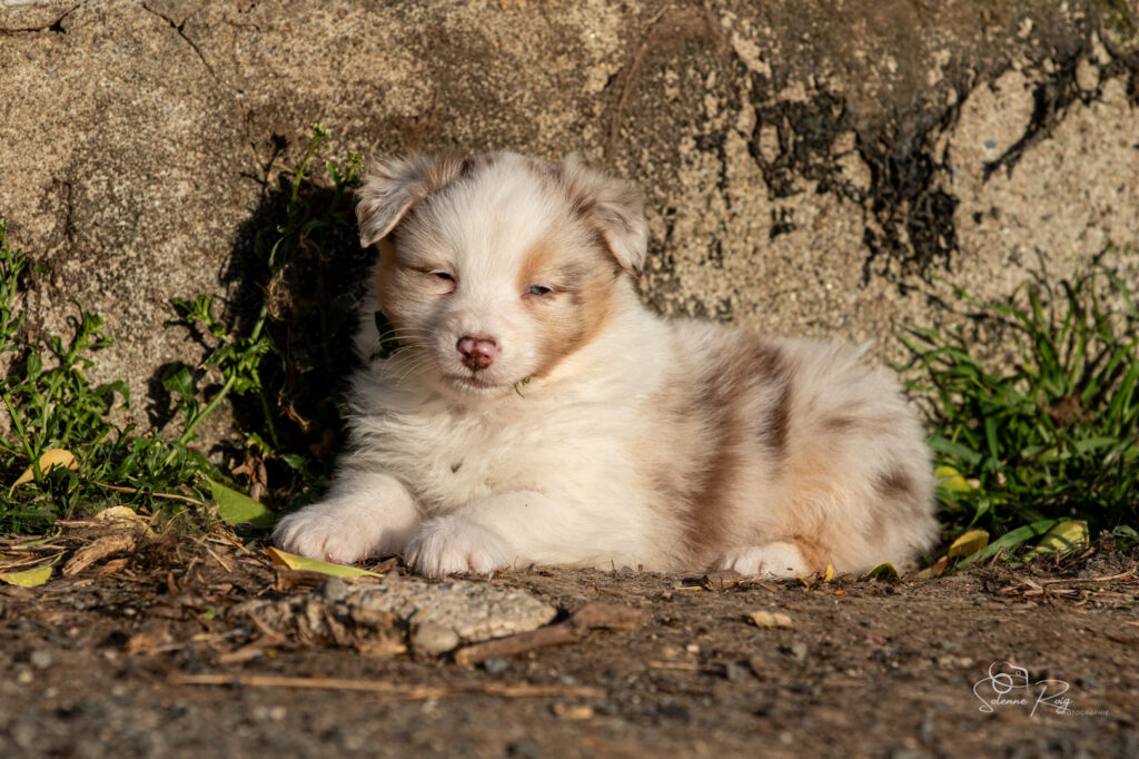 Chiot berger australien rouge merle