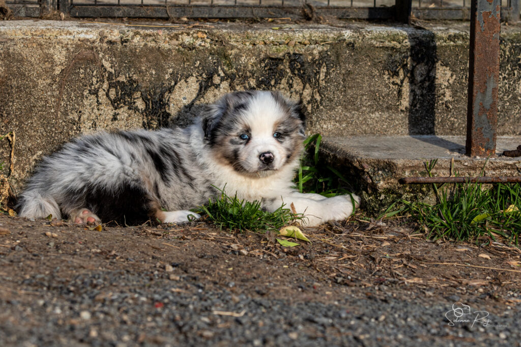 Chiot berger australien bleu merle