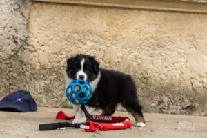 chiot berger australien mâle noir tricolore
