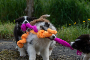 chiots berger australien en plein jeu