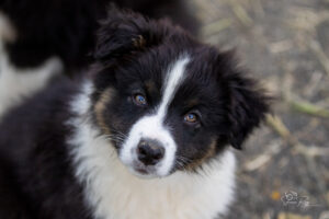 chiot berger australien noir tricolore