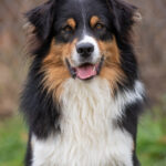 Up to you des Cimes de Pyrène "Twilight"