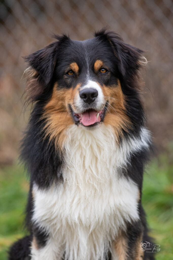 berger australien adulte noir tricolore