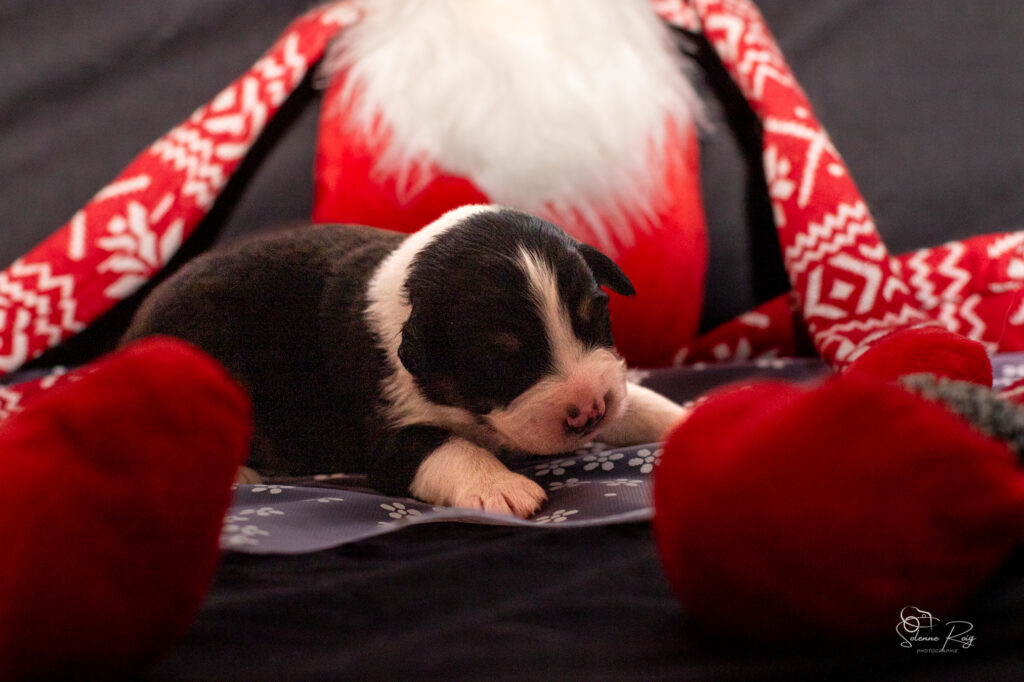 Mâle noir tri 1 Chiots berger australien noir tricolore