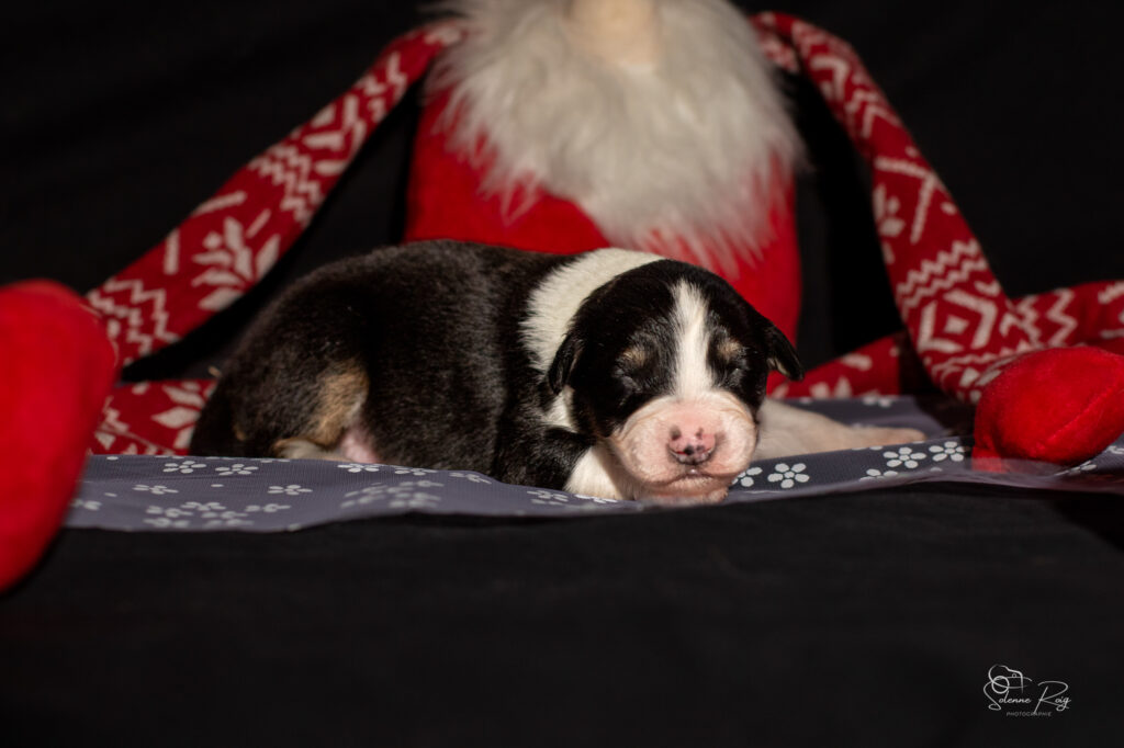 Mâle noir tri 1 Chiots berger australien noir tricolore