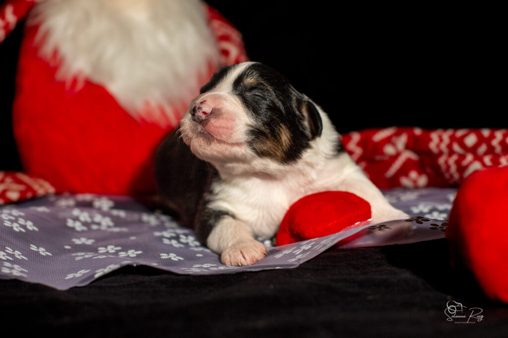 Mâle noir tri 1 Chiots berger australien noir tricolore