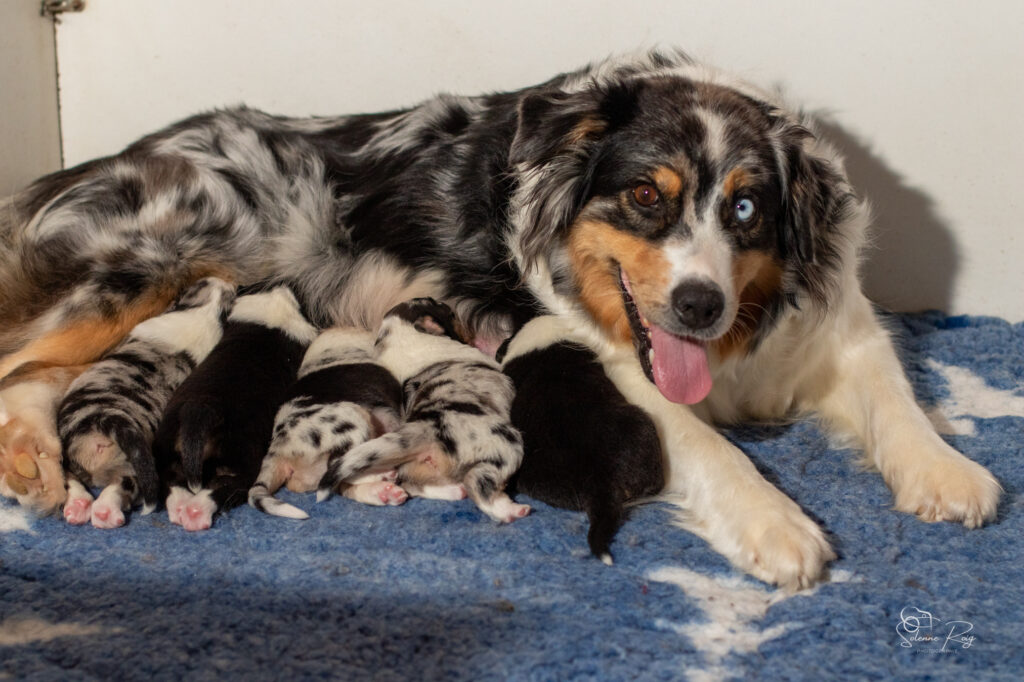 La familia et maman Zia (toujours très photogénique hum..) Elevage chiens berger australien LOF