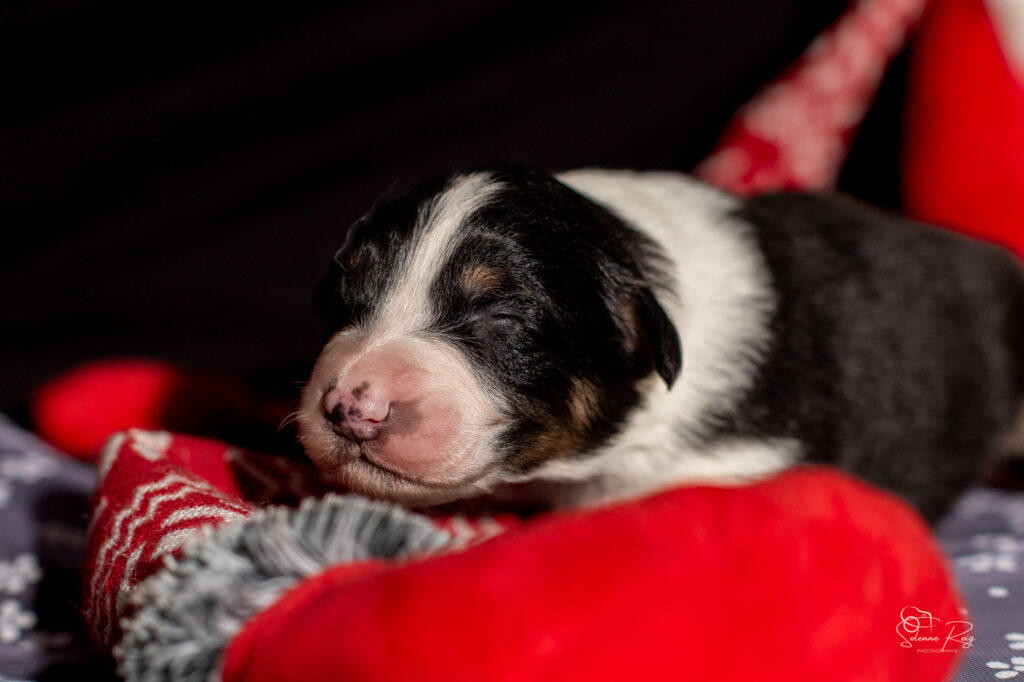 Mâle noir tri 1 Chiots berger australien noir tricolore