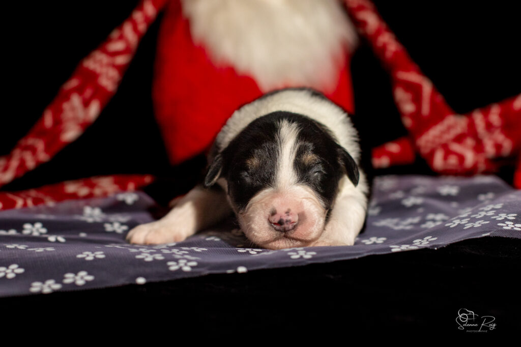 Chiots berger australien noir tricolore