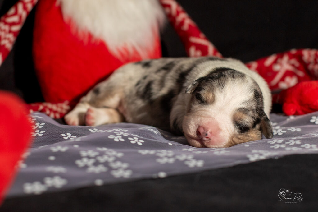 Mâle bleu merle 1 Chiot berger australien bleu merle