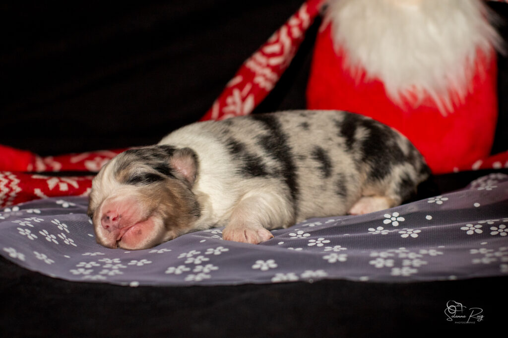 Mâle bleu merle 1 Chiot berger australien bleu merle