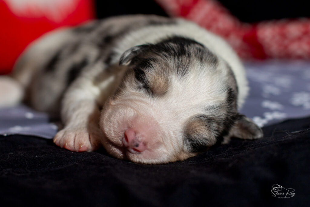 Mâle bleu merle 1 Chiot berger australien bleu merle