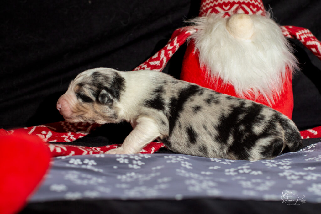 Mâle bleu merle 1 Chiot berger australien bleu merle