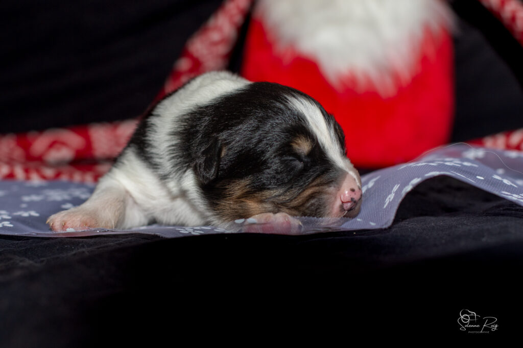 Mâle noir tri 2 Chiots berger australien noir tricolore