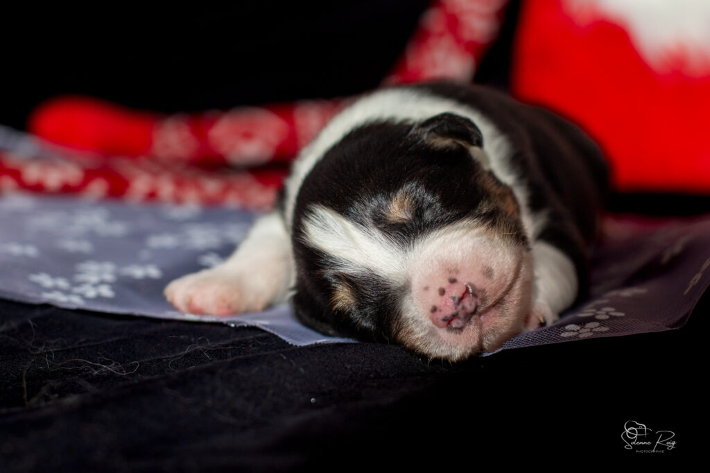 Chiots berger australien noir tricolore
