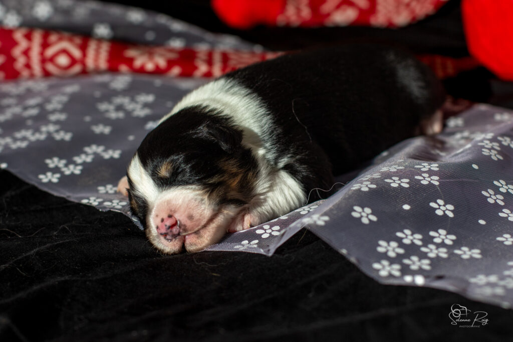 Chiots berger australien noir tricolore