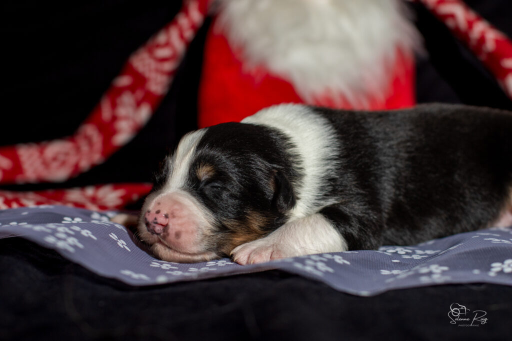 Mâle noir tri 2 Chiots berger australien noir tricolore