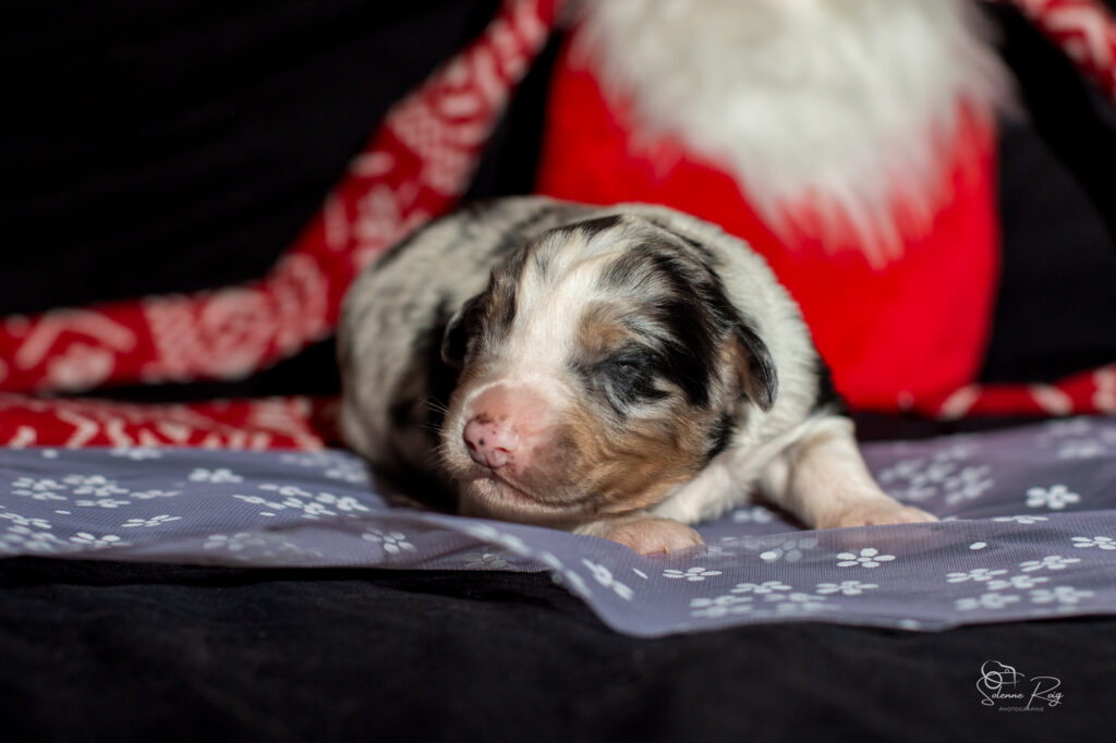 Mâle bleu 2 Chiot berger australien bleu merle