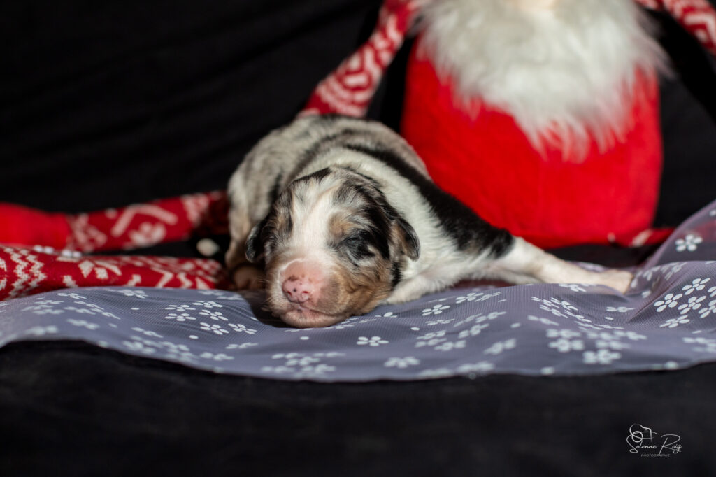 Mâle bleu 2 Chiot berger australien bleu merle