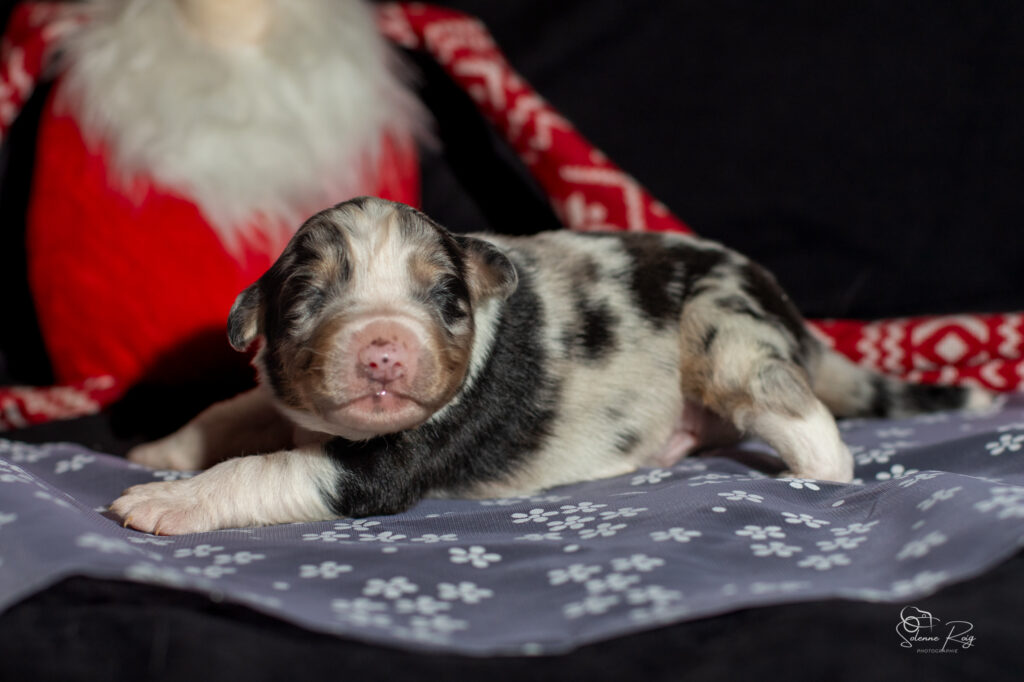 Chiot berger australien bleu merle