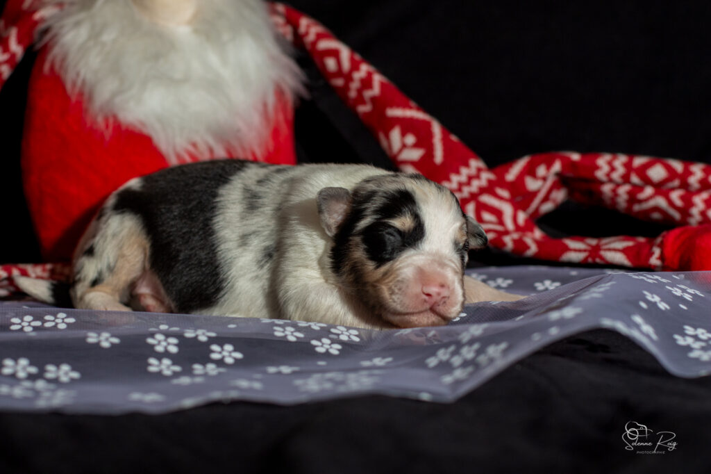 Femelle bleue Chiot berger australien bleu merle