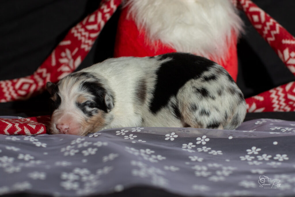 Femelle bleue Chiot berger australien bleu merle