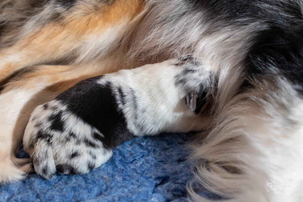 Femelle bleue Chiot berger australien bleu merle