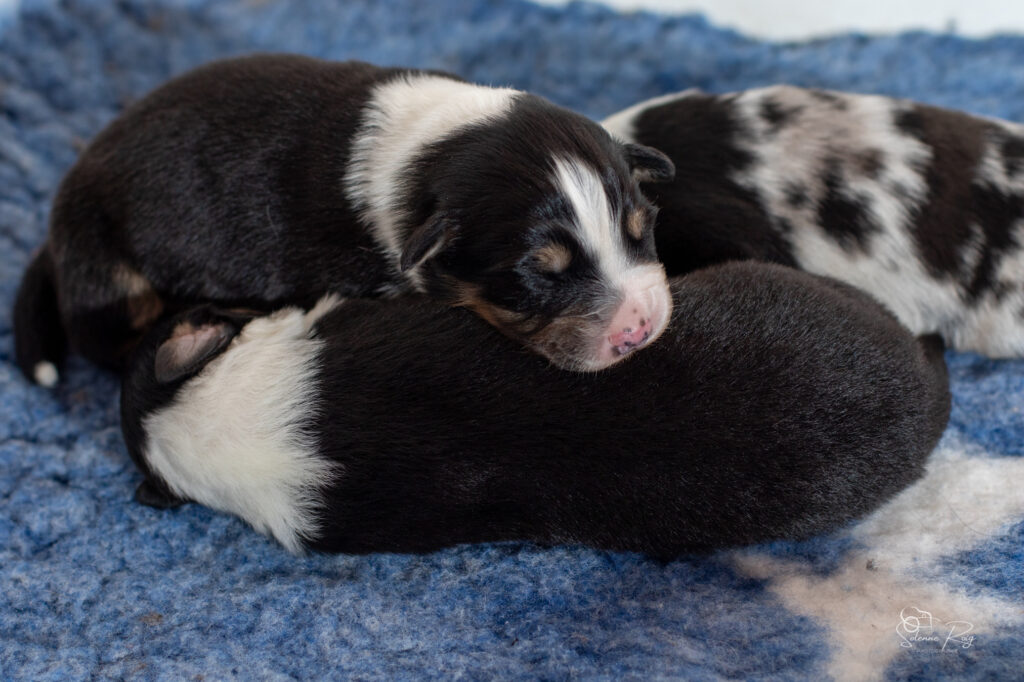 Mâle noir tri 2 Chiots berger australien noir tricolore