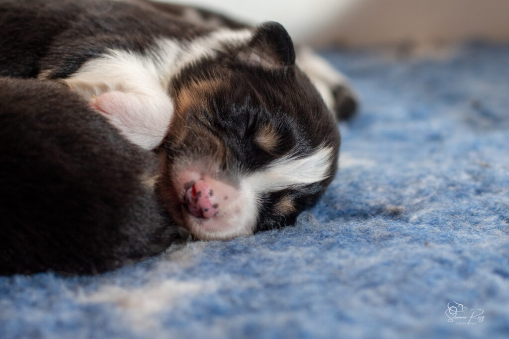 Mâle noir tri 2 Chiots berger australien noir tricolore