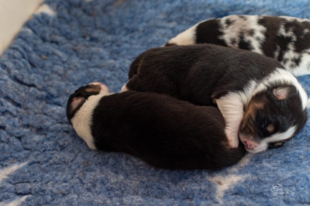 Les mecs noirs Chiots berger australien noir tricolore