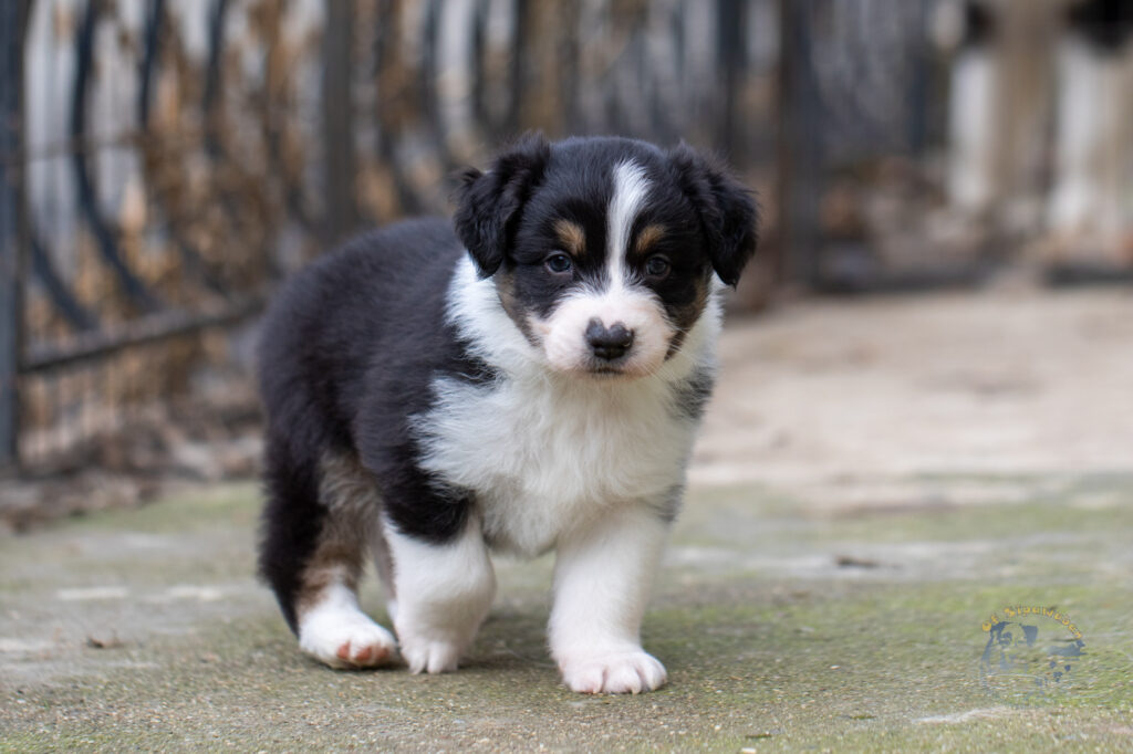 Chiots berger australien noir tricolore
