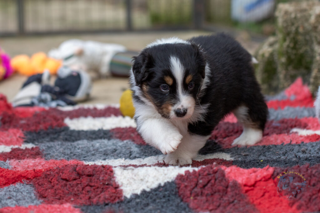 Chiots berger australien noir tricolore