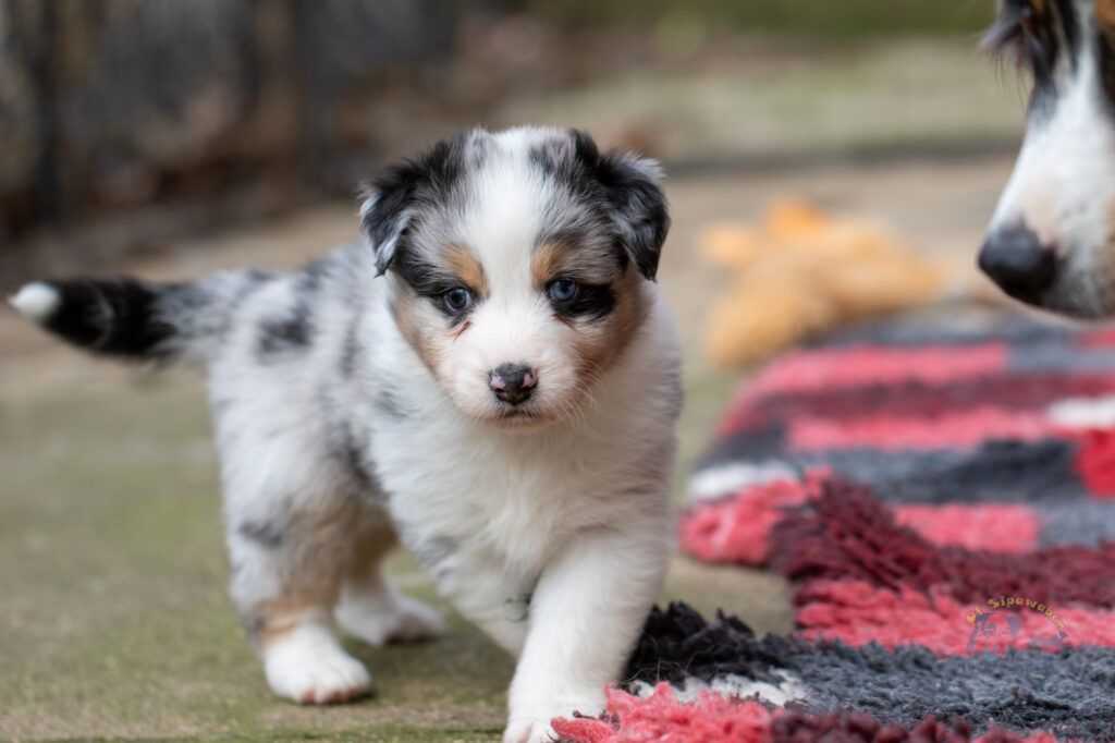 Chiot berger australien bleu merle