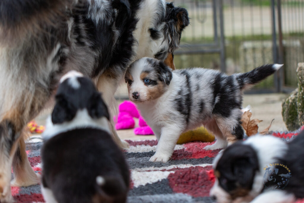 Chiot berger australien bleu merle