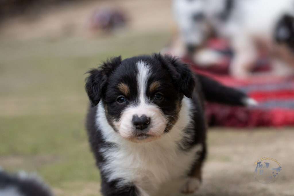 Chiots berger australien noir tricolore