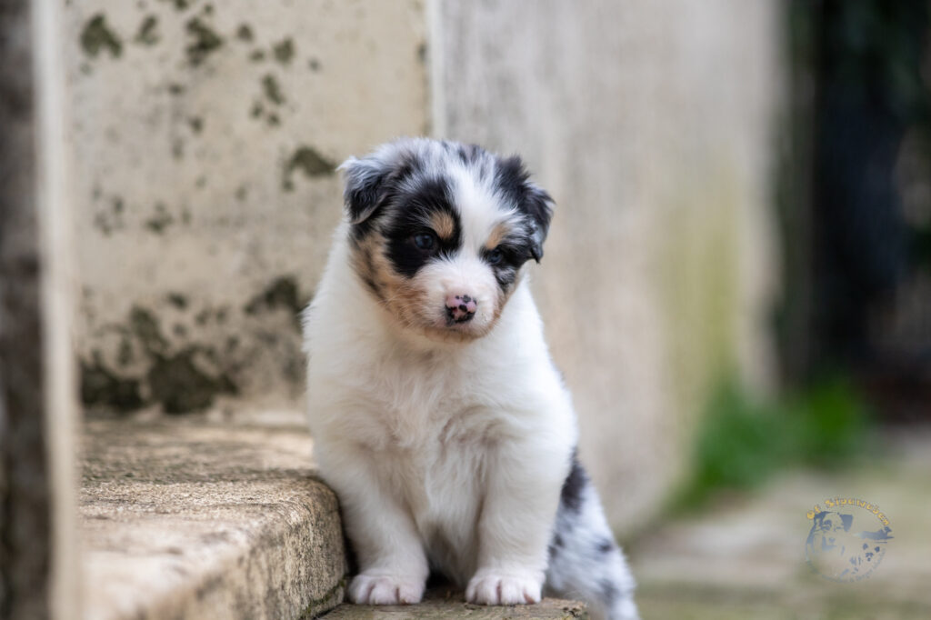 Chiot berger australien bleu merle