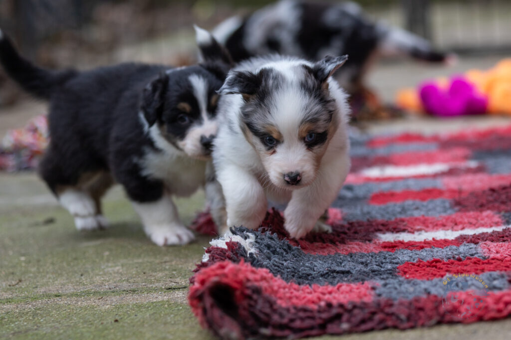 Chiot berger australien bleu merle