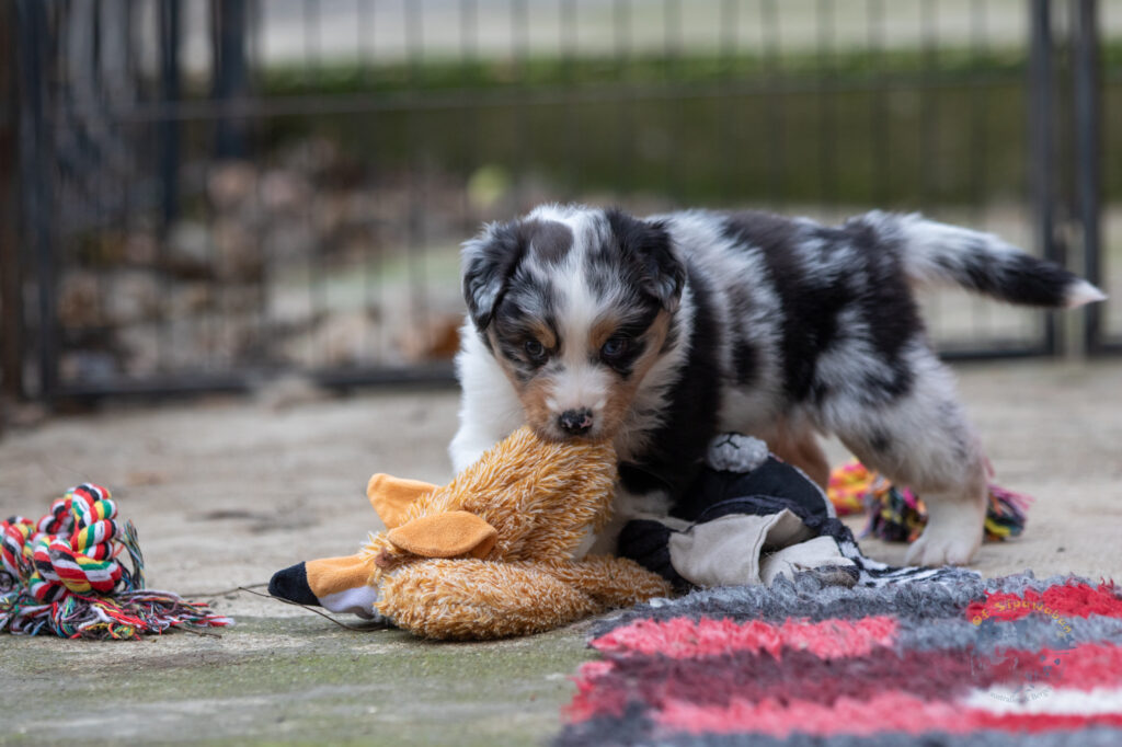 Chiot berger australien bleu merle