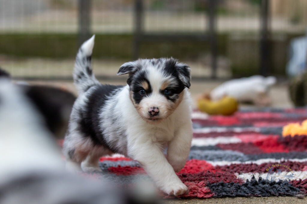 Chiot berger australien bleu merle