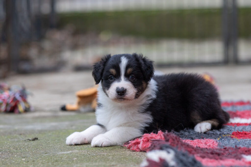 Chiots berger australien noir tricolore