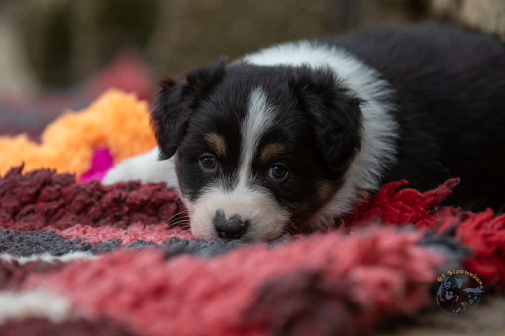 Chiots berger australien noir tricolore