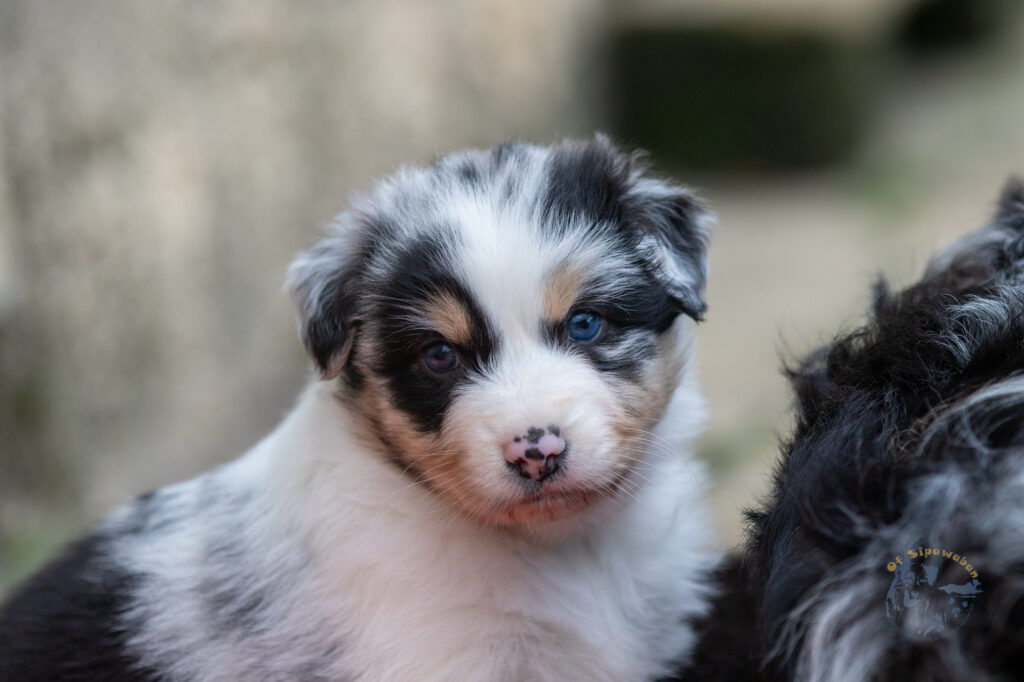 Chiot berger australien bleu merle