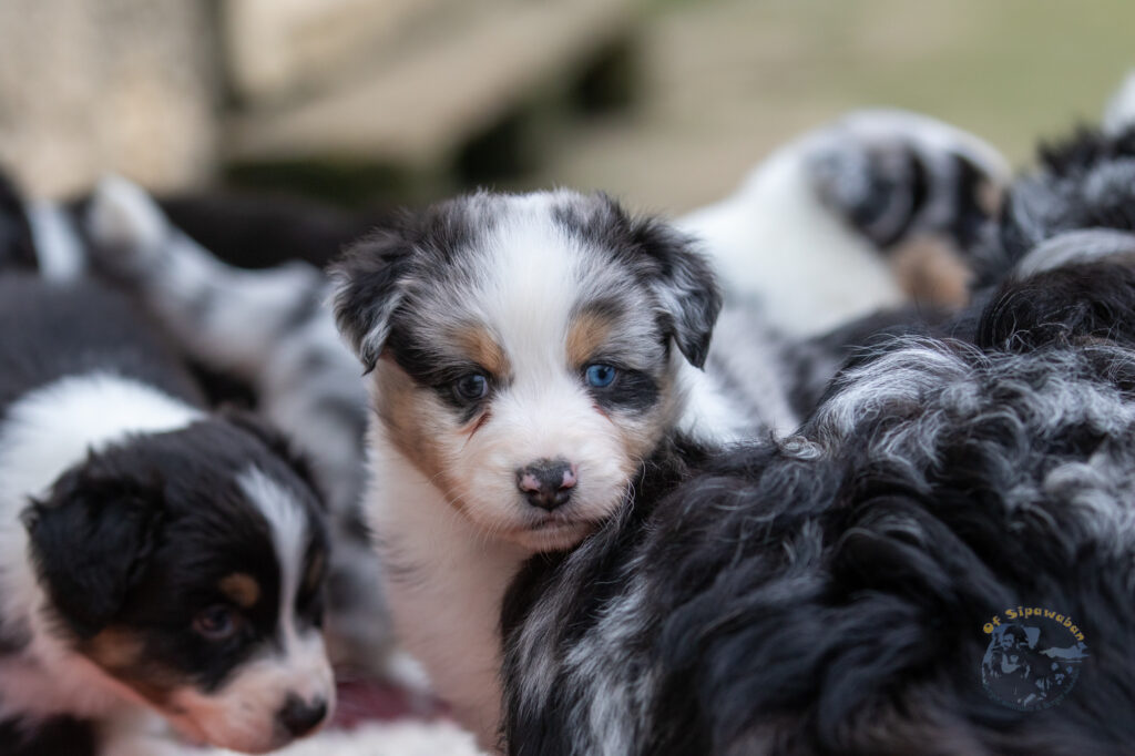 Chiot berger australien bleu merle