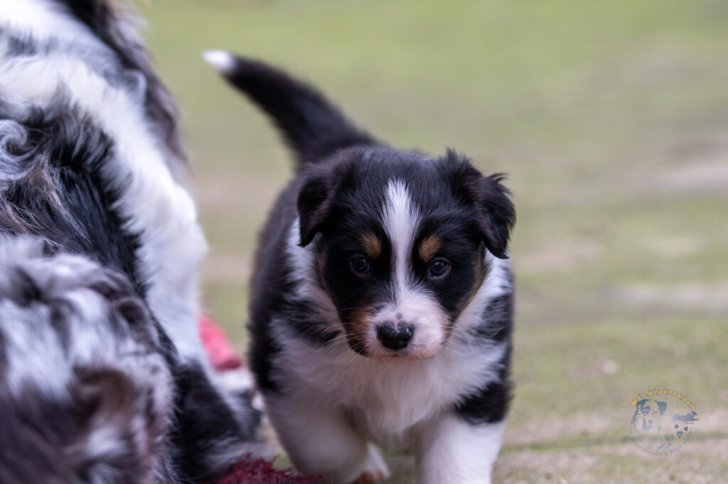 Chiots berger australien noir tricolore