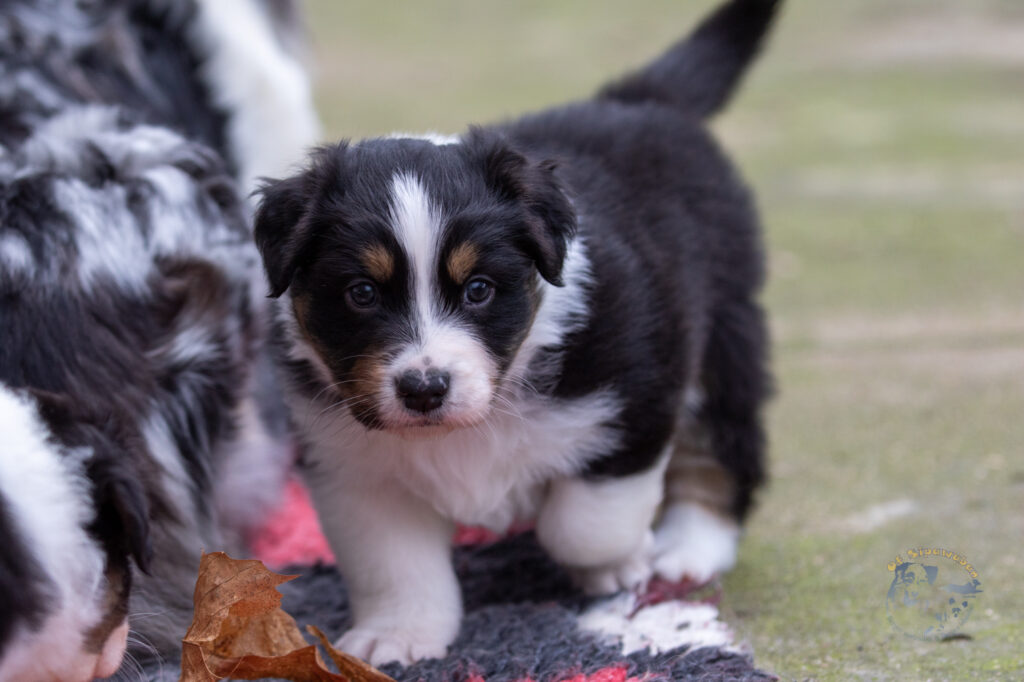 Chiots berger australien noir tricolore