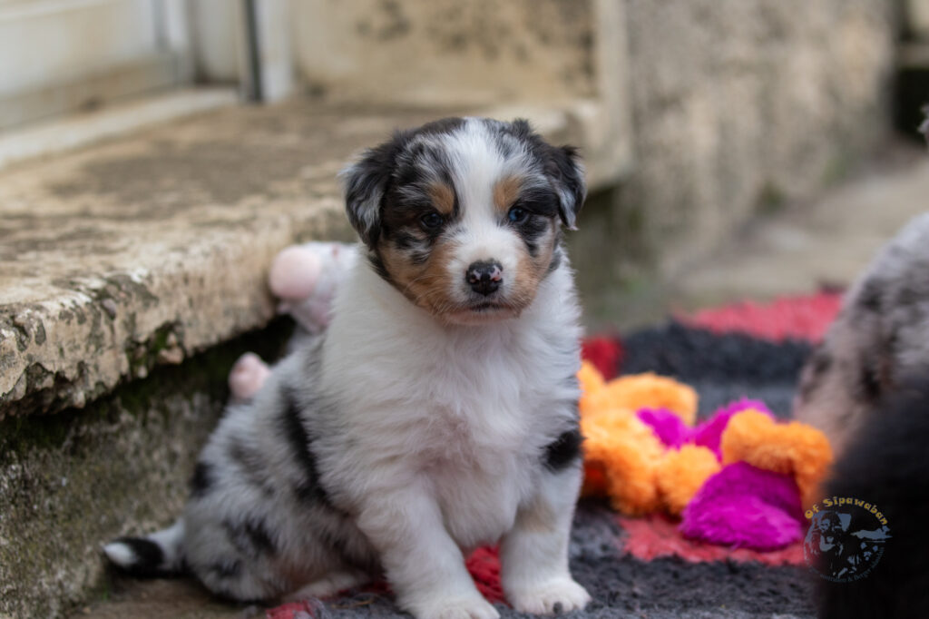 Chiot berger australien bleu merle