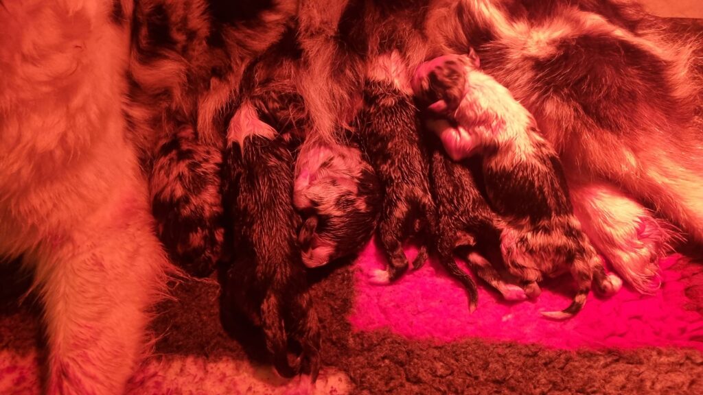 La naissance élevage chiots berger australien LOF