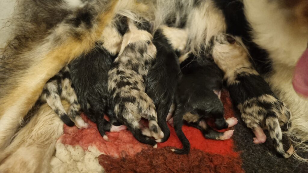 Encore mouillés élevage chiots berger australien LOF