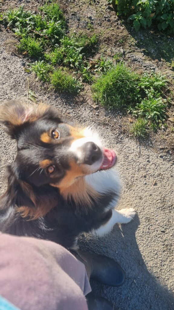 Twilight tout content d'être papa Chiots berger australien